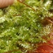Isopterygium Moss - Photo (c) James Bailey, some rights reserved (CC BY-NC), uploaded by James Bailey
