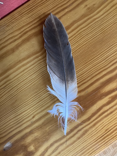 Plume de Gypaète barbu