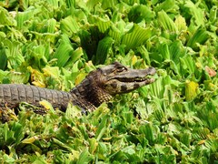 Caiman yacare