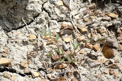 Astragalus oxyglottis