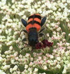 Trichodes crabroniformis