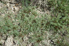 Astragalus oxyglottis