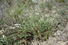 Astragalus oxyglottis