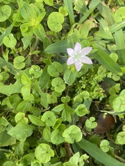 Richardia grandiflora