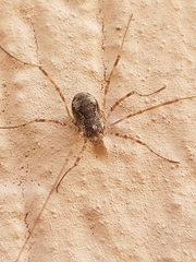 Dasylobus graniferus