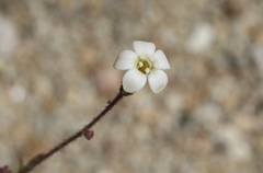 Gilia clokeyi
