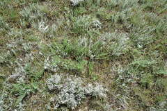 Palimbia rediviva