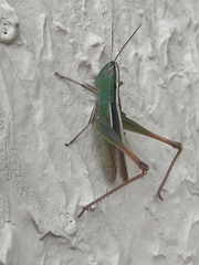 Staurorhectus longicornis