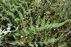 Palimbia rediviva