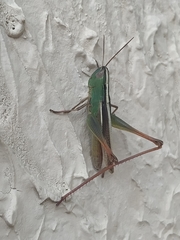 Staurorhectus longicornis