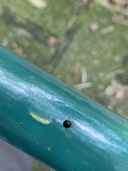 Coccinellidae