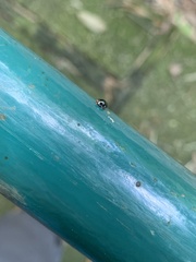 Coccinellidae