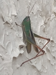 Staurorhectus longicornis