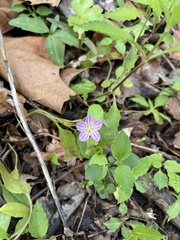 Claytonia caroliniana