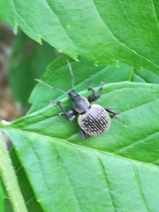 Otiorhynchus armadillo