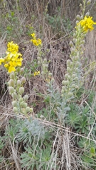 Alyssoides utriculata