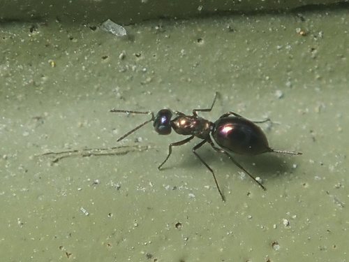 família Ceidae · BioDiversity4All