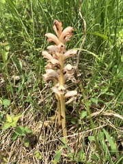 Orobanche caryophyllacea