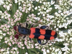 Trichodes crabroniformis