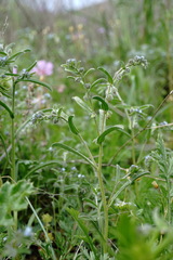 Rochelia retorta