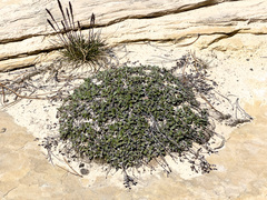 Petrophytum caespitosum