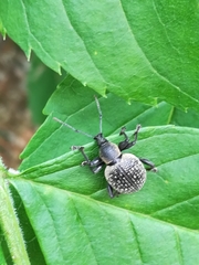 Otiorhynchus armadillo