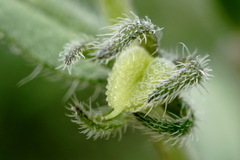 Rochelia retorta