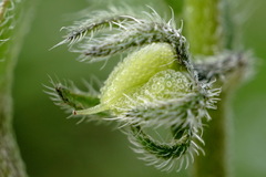 Rochelia retorta