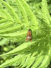 Olethreutes arcuella