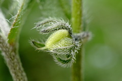 Rochelia retorta