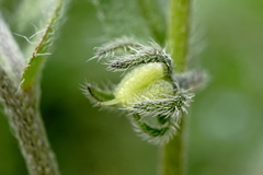 Rochelia retorta