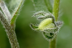 Rochelia retorta