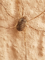 Dasylobus graniferus
