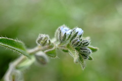Rochelia retorta