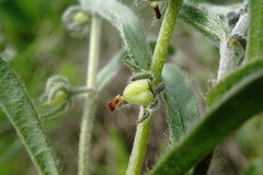 Rochelia retorta