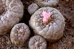 Lophophora