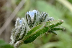 Rochelia retorta