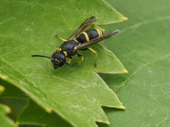 Allodynerus rossii