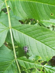 Otiorhynchus armadillo