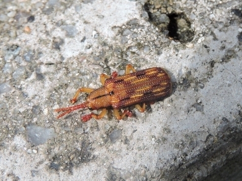 Acentroptera basilica