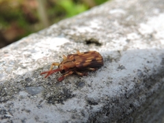 Acentroptera basilica