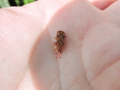 Acentroptera basilica