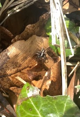 Alopecosa pulverulenta