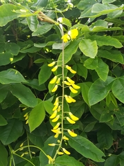 Laburnum anagyroides