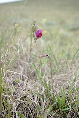 Vicia sativa amphicarpa