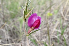 Vicia sativa amphicarpa