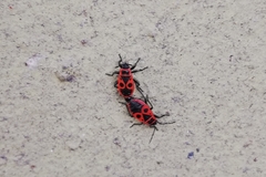 Pyrrhocoris apterus