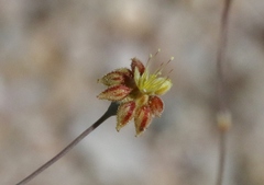 Eriogonum reniforme