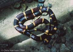 Micrurus tener tener