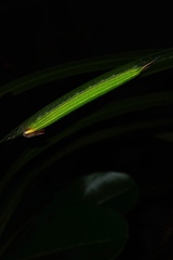 Elymnias hypermnestra